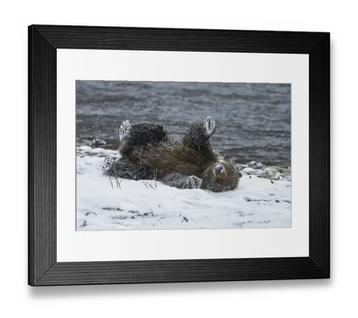 Framed Print : Grizzly Bear (Ursus arctos horribilis) adult female
