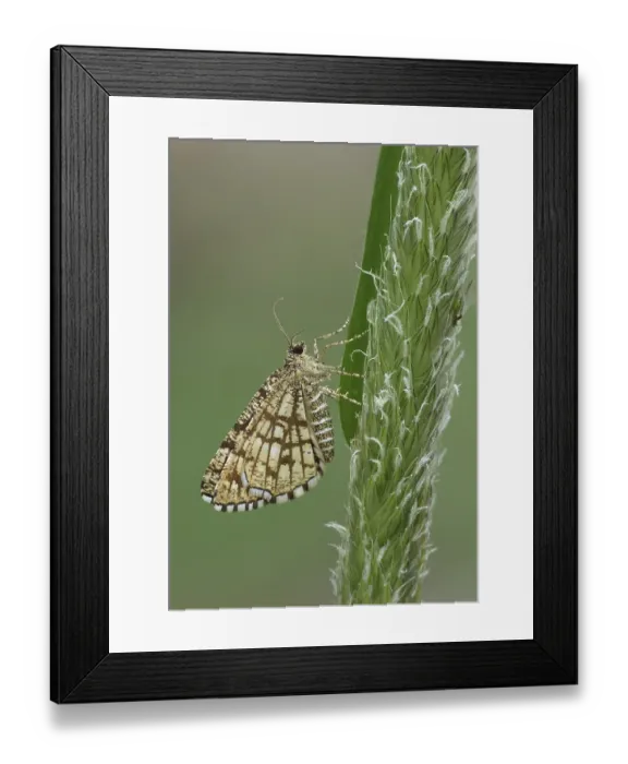 Framed Print : Latticed Heath Moth (Semiothisa clathrata) Day flying adult female resting on grass stem