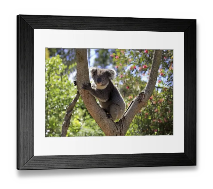 Framed Print : Koala (Phascolarctos cinereus) Framed Print : Koala (Phascolarctos cinereus)