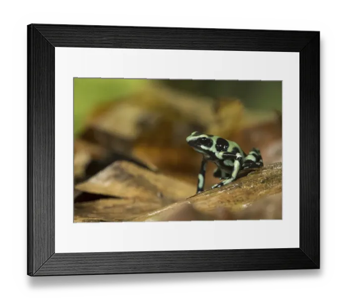 Framed Print : Green and black poison dart frog (Dendrobates auratus) on leaf