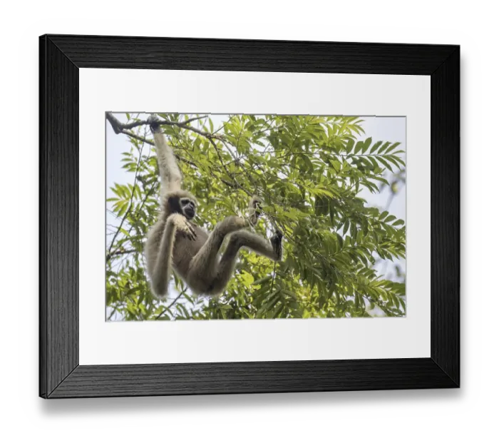 Framed Print : Western hoolock gibbon (Hoolock hoolock)