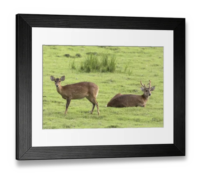Framed Print : Hog deer (Axis porcinus), adult male and female in grassland