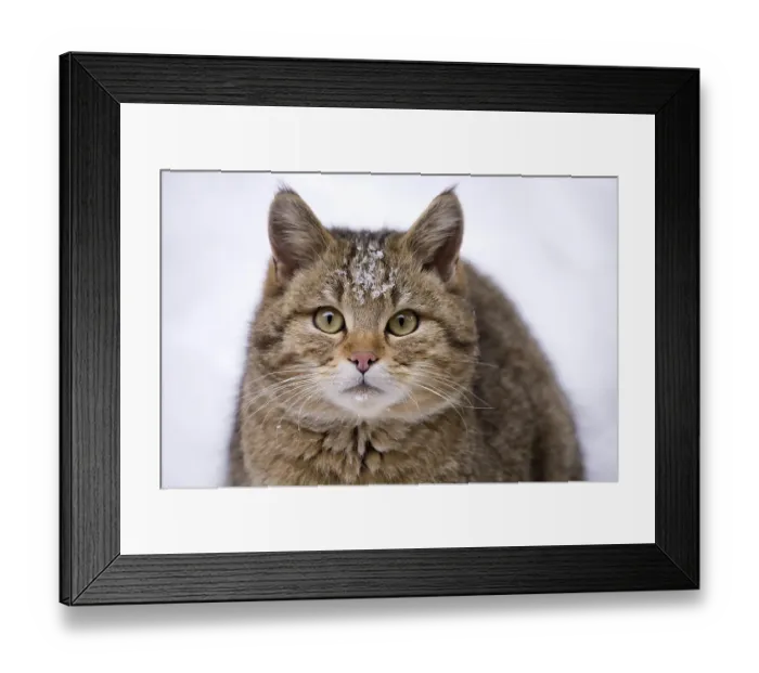Framed Print : Wildcat (Felis silvestris) in the snow
