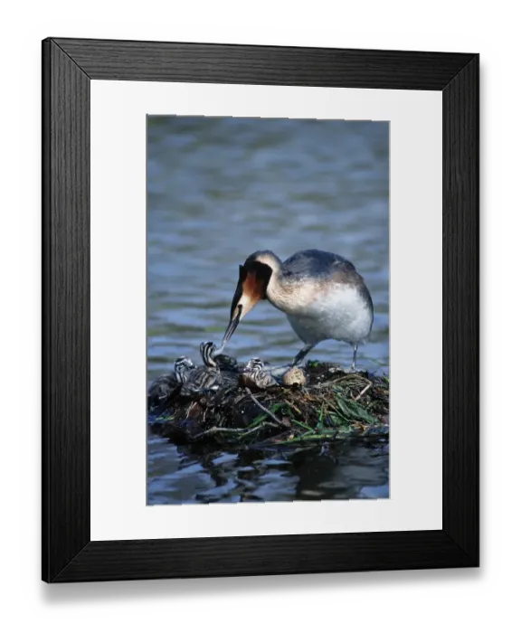 Framed Print : Great Crested Grebe (Podiceps cristatus) at nest with chicks Framed Print : Great Crested Grebe (Podiceps cristatus) at nest with chicks