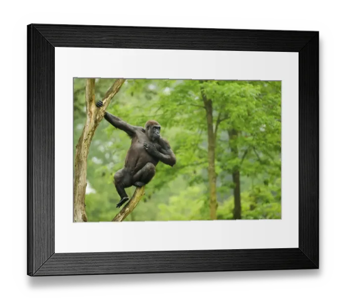 Framed Print : Western lowland gorilla, Western lowland gorillas (Gorilla gorilla gorilla) Framed Print : Western lowland gorilla, Western lowland gorillas (Gorilla gorilla gorilla)