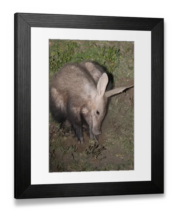 Framed Print : Aardvark (Orycteropus afer), subadult