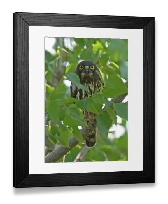 Framed Print : Brown Hawk-owl (Ninox scutulata florensis) adult