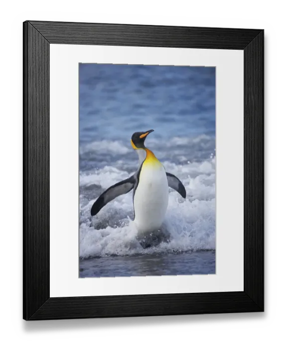 Framed Print : Aptenodytes patagonica, King Penguin