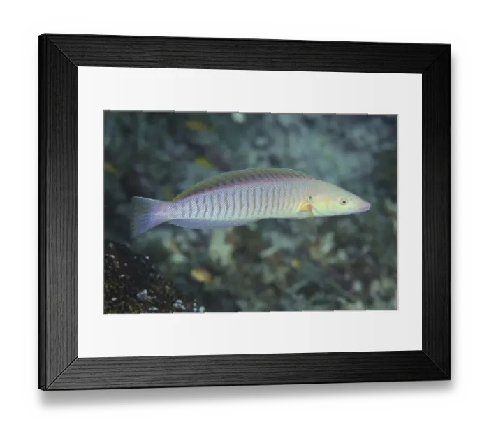 Framed Print : Pastel ringwrasse (Hologymnosus doliatus)