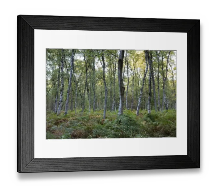 Framed Print : Fern in birch forest, nature reserve Beversee Framed Print : Fern in birch forest, nature reserve Beversee