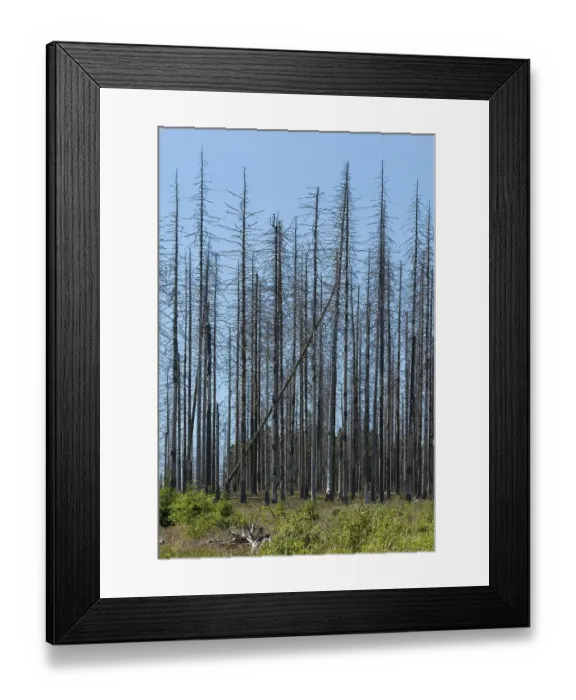 Framed Print : Dead spruce (Picea abies) infected and damaged by the European spruce bark beetle (Ips typographus) Framed Print : Dead spruce (Picea abies) infected and damaged by the European spruce bark beetle (Ips typographus)