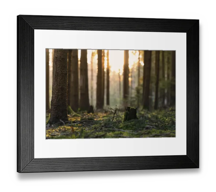 Framed Print : Forest floor in the Black Forest