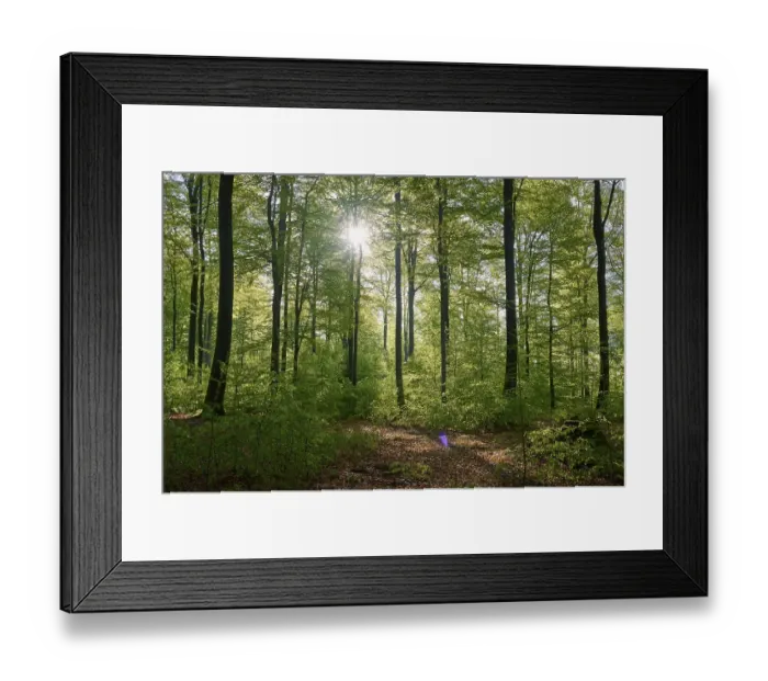 Framed Print : Forest, beech, sunrise, spring