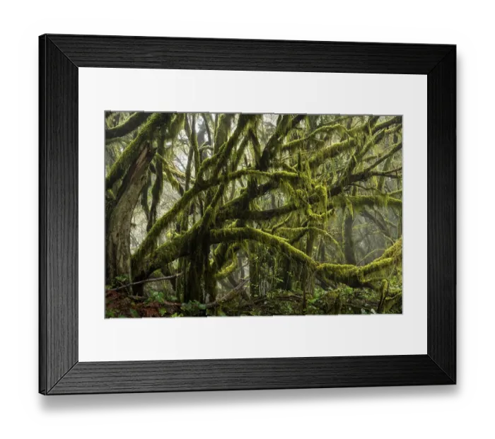 Framed Print : Laurel trees with mosses and lichens Framed Print : Laurel trees with mosses and lichens