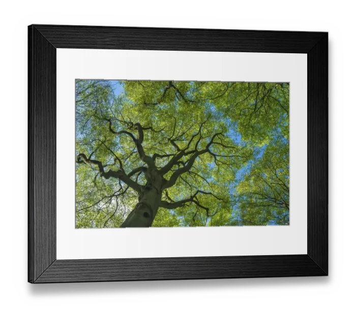Framed Print : Crown of a beech tree ( Fagus sylvatica) in the Jasmund National Park on Ruegen Framed Print : Crown of a beech tree ( Fagus sylvatica) in the Jasmund National Park on Ruegen