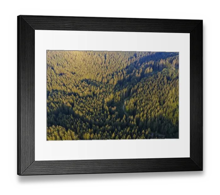 Framed Print : Road through spruce forest from above Framed Print : Road through spruce forest from above