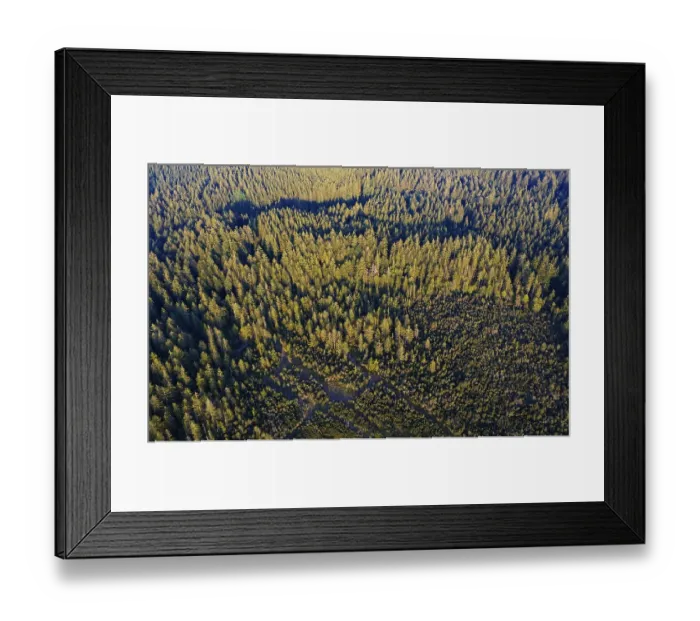 Framed Print : Spruce forest from above, raised bog at Mondseeberg