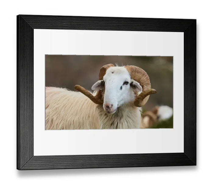Framed Print : Ram, portrait, twisted horns, rams on road Framed Print : Ram, portrait, twisted horns, rams on road