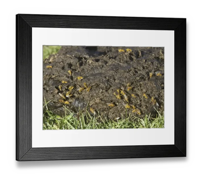 Framed Print : Yellow dung fly (Scathophaga stercoraria)