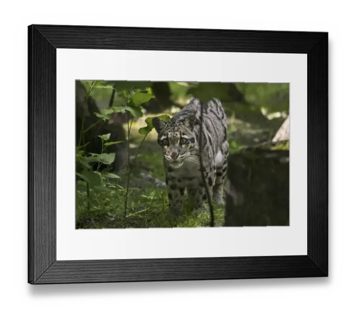 Framed Print : Mainland clouded leopard (Neofelis nebulosa) arboreal Framed Print : Mainland clouded leopard (Neofelis nebulosa) arboreal