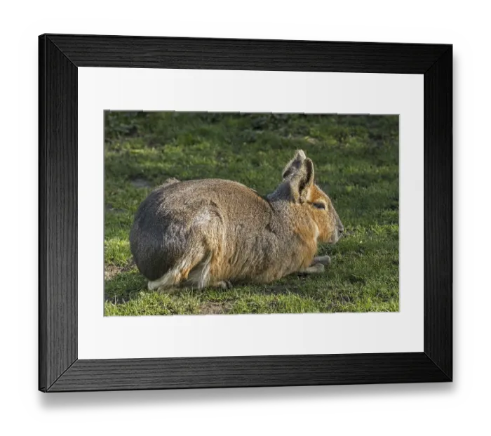 Framed Print : Patagonian mara (Dolichotis patagonum)