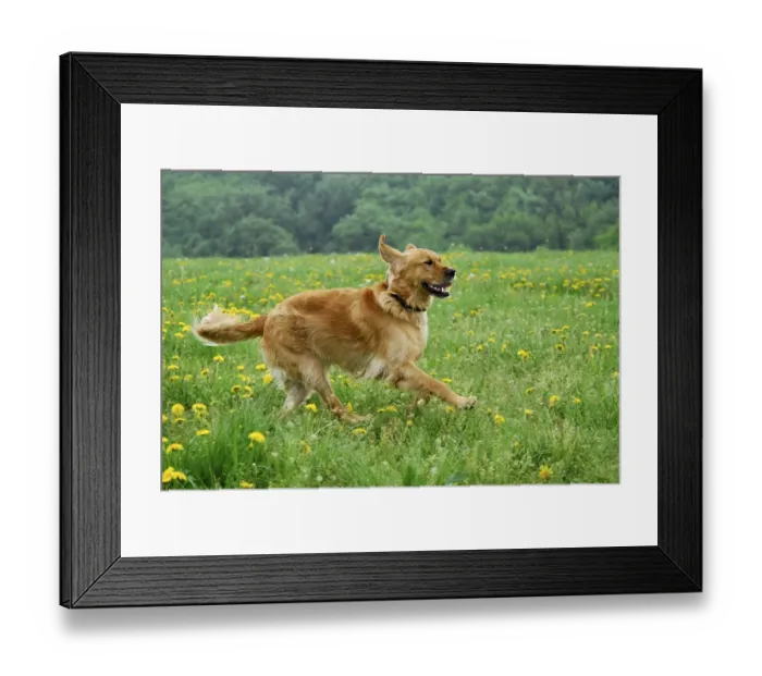 Framed Print : Golden Retriever, running across a meadow with flowering dandelion