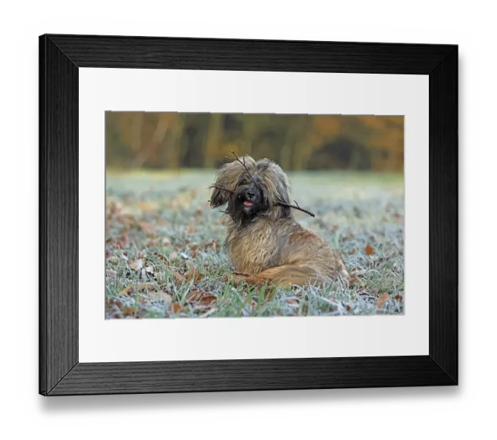 Framed Print : Dog, Lhasa Apso