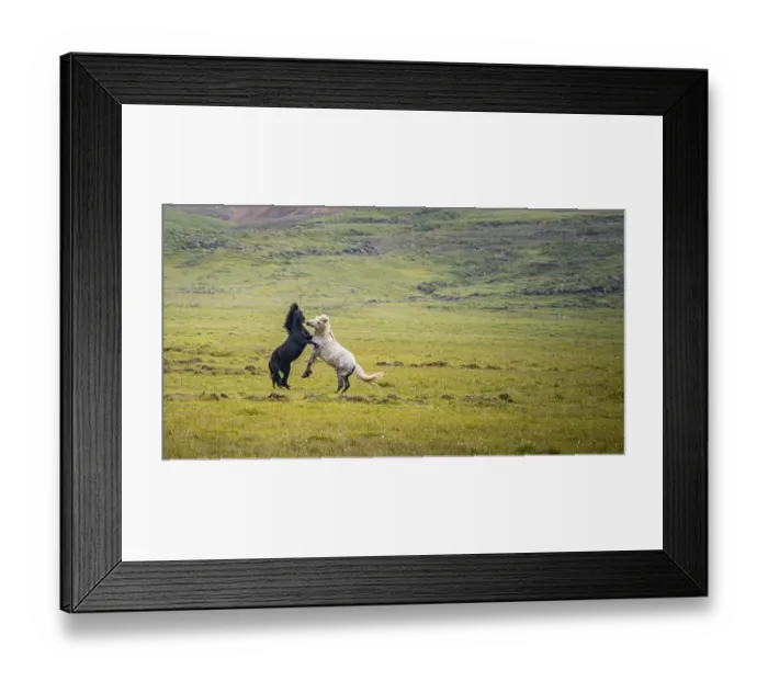 Framed Print : Two fighting stallions, Iceland Horse in a pasture Framed Print : Two fighting stallions, Iceland Horse in a pasture
