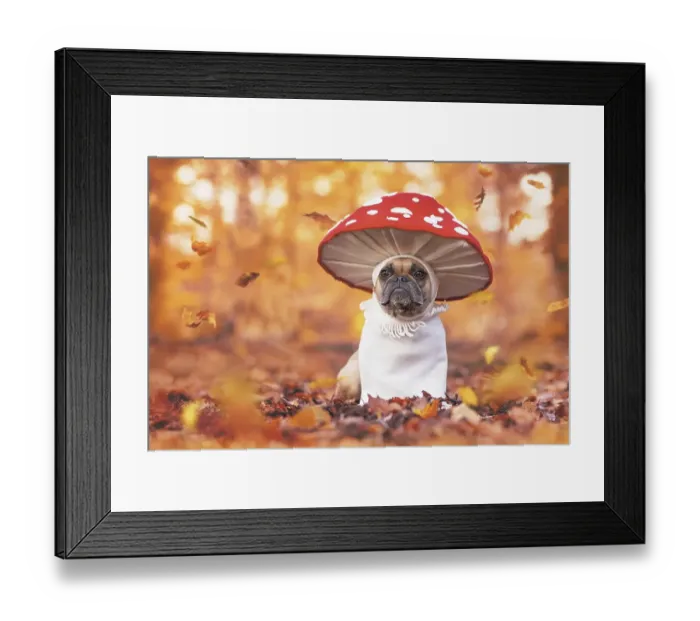 Framed Print : Funny French Bulldog dog in unique fly agaric mushroom costume standing in orange autumn forest Framed Print : Funny French Bulldog dog in unique fly agaric mushroom costume standing in orange autumn forest