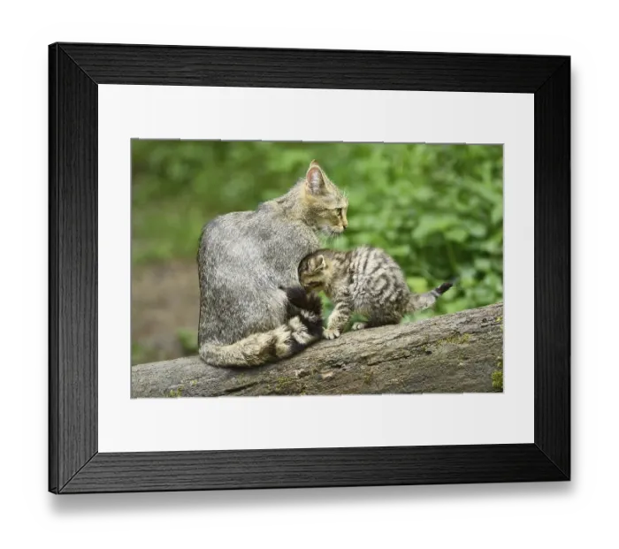 Framed Print : European wildcat (Felis silvestris silvestris) or forest cat