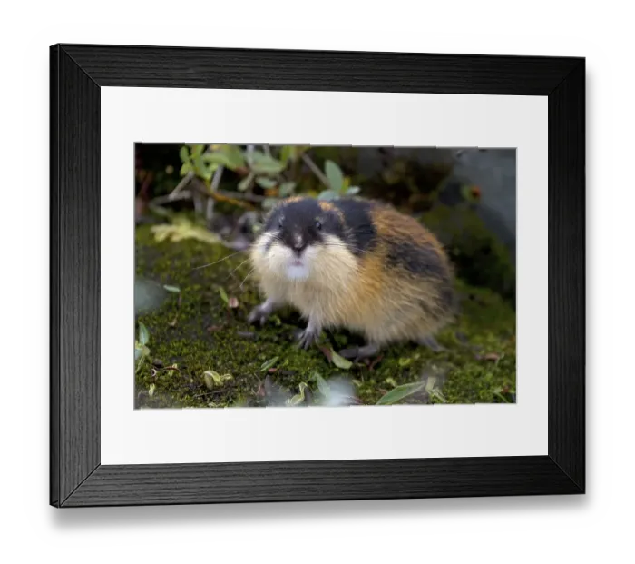 Framed Print : Norway lemming (Lemmus lemmus), Norway, Europe