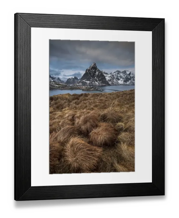 Framed Print : Grasbueschel in front of fishing village Reine