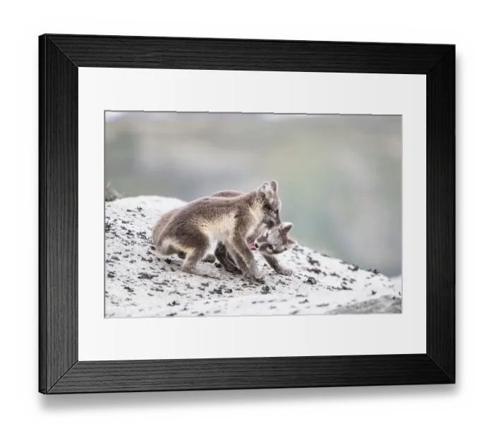 Framed Print : Young arctic foxes (Vulpes lagopus) playing Framed Print : Young arctic foxes (Vulpes lagopus) playing