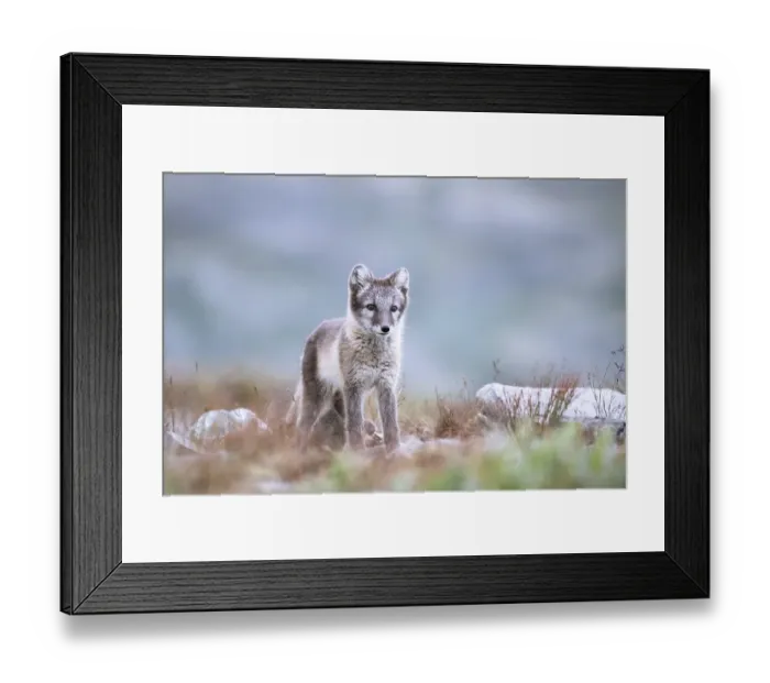Framed Print : Young arctic fox (Vulpes lagopus)