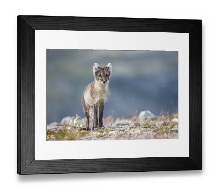 Framed Print : Arctic fox (Vulpes lagopus), Dovrefjell-Sunndalsfjella National Park
