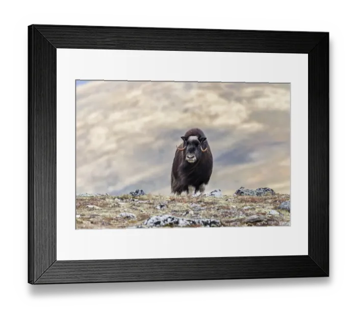 Framed Print : Muskox (Ovibos moschatus), female
