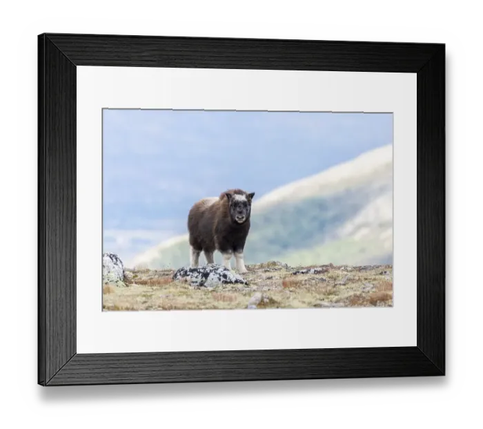 Framed Print : Muskox (Ovibos moschatus), young