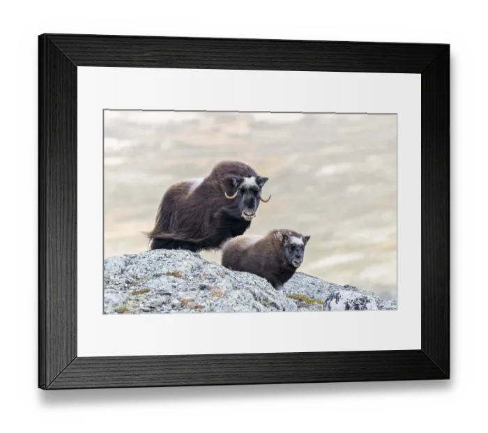 Framed Print : Musk ox (Ovibos moschatus), mother with young