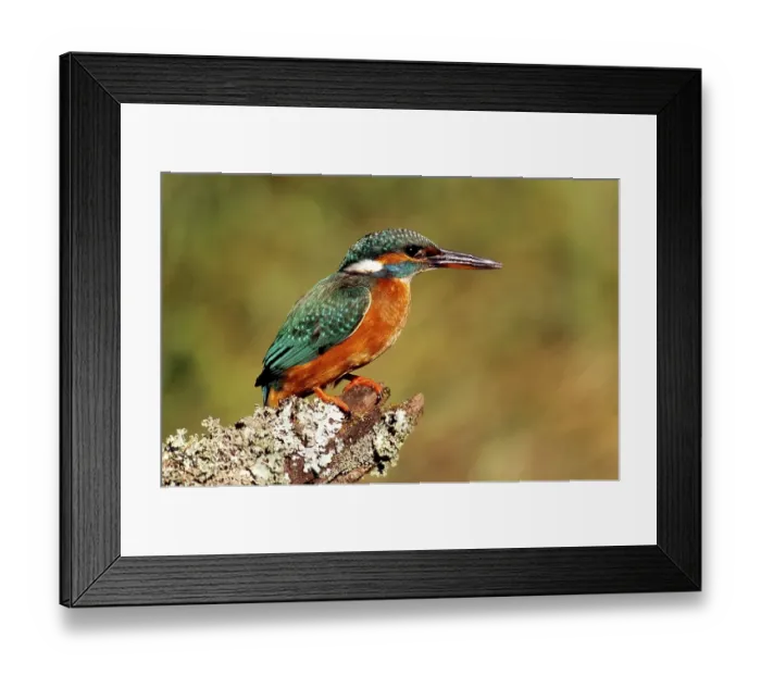 Framed Print : Eurasian Kingfisher or River Kingfisher (Alcedo atthis)