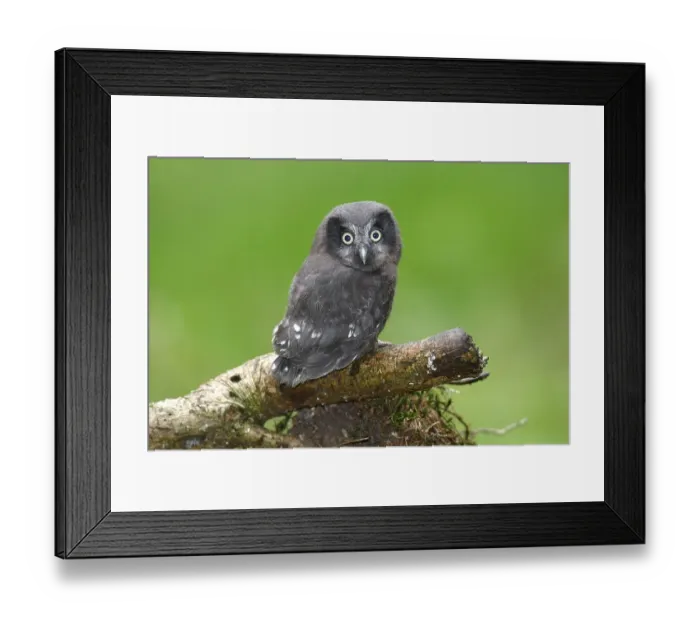 Framed Print : Boreal Owl or Tengmalm's Owl (Aegolius funereus)