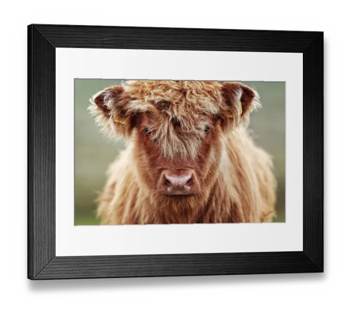 Framed Print : Highland cattle (Bos taurus), young animal on pasture