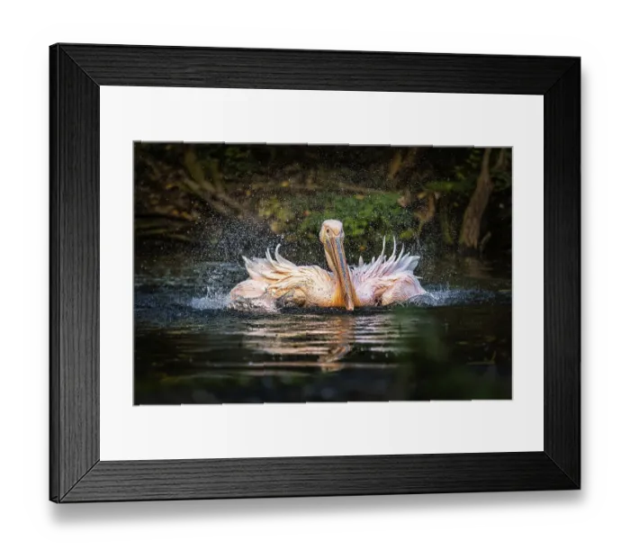Framed Print : Great white pelican (Pelecanus onocrotalus) swimming in pond