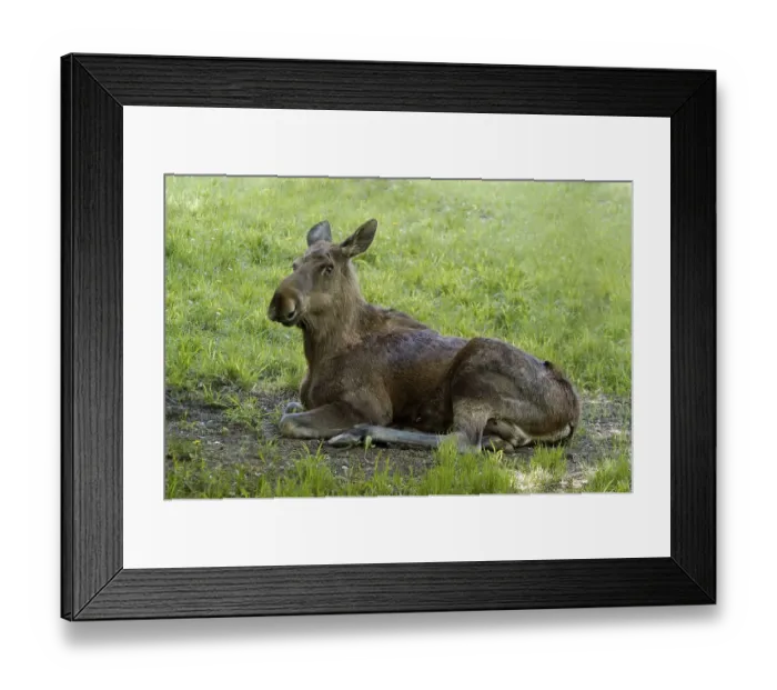 Framed Print : Moose (Alces alces) cow lying on the grass