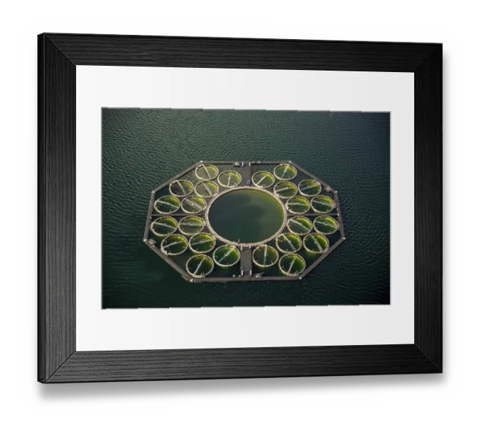 Framed Print : Stechlin Cisco fish farming, fish traps Framed Print : Stechlin Cisco fish farming, fish traps