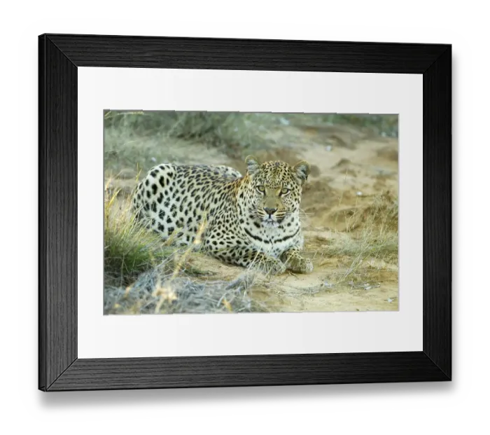 Framed Print : Leopard (Panthera pardus) resting in the evening light Portrait