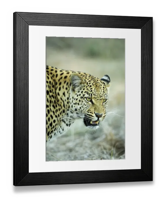 Framed Print : Spitting Leopard (Panthera pardus) Portrait Framed Print : Spitting Leopard (Panthera pardus) Portrait