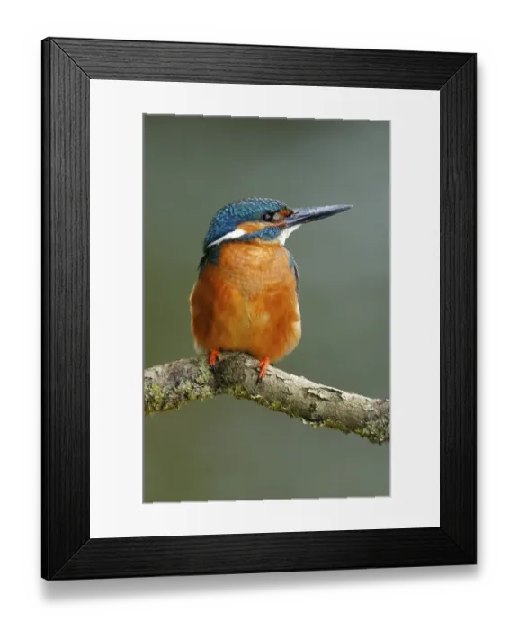 Framed Print : Kingfisher (Alcedo atthis) on his lookout, male