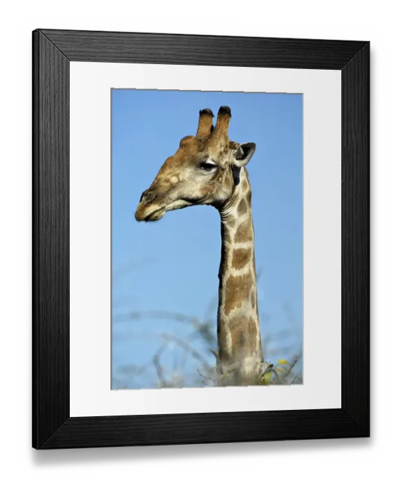 Framed Print : Giraffe (Giraffa camelopardalis), portrait Framed Print : Giraffe (Giraffa camelopardalis), portrait