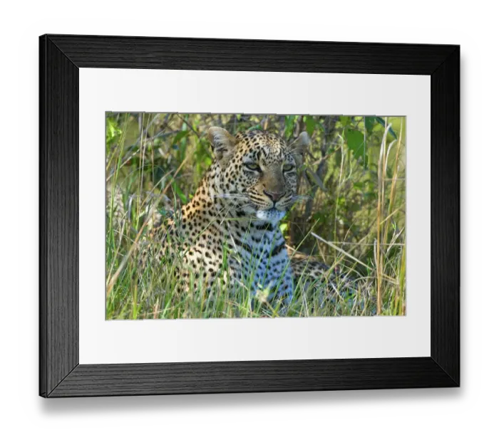 Framed Print : Leopard (Panthera pardus), resting in the grass
