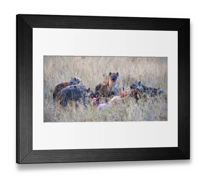 Framed Print : Spotted Hyenas (Crocuta crocuta) with prey